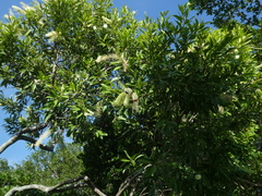 Buckinghamia celsissima