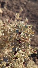 Atriplex hymenelytra