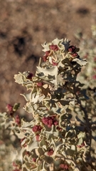 Atriplex hymenelytra