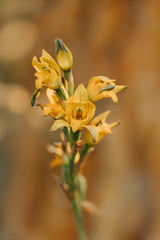Chloraea gavilu