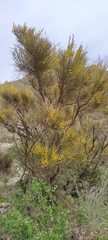 Genista cinerea