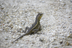 Sceloporus siniferus