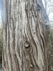 Chamaecyparis thyoides