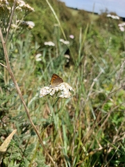 Lycaena rauparaha