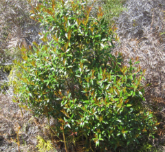 Metrosideros umbellata