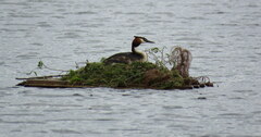 Podiceps cristatus australis