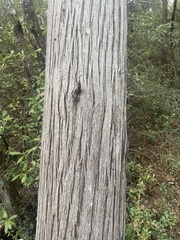 Chamaecyparis thyoides