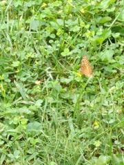 Euptoieta claudia