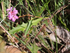 Grevillea quercifolia