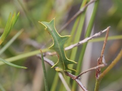 Grevillea quercifolia