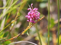 Grevillea quercifolia