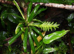 Tillandsia heliconioides