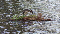 Podiceps cristatus australis