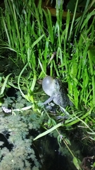 Rhinella dorbignyi