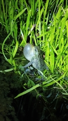 Rhinella dorbignyi