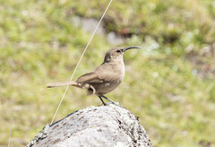 Upucerthia validirostris