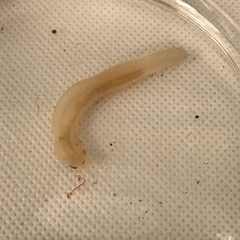 Leptosynapta tenuis