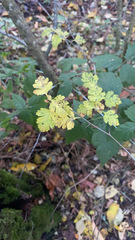 Crataegus marshallii