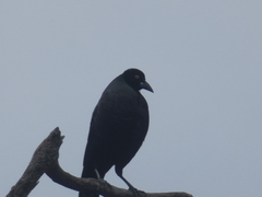 Molothrus oryzivorus