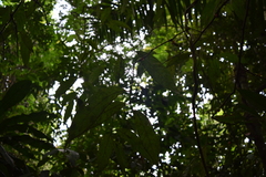 Heisteria acuminata