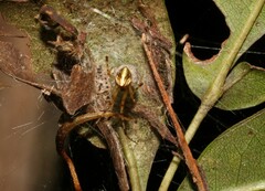 Theridion pyramidale