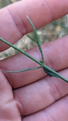Bebbia juncea
