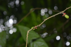 Heisteria acuminata