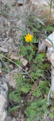 Ranunculus paludosus