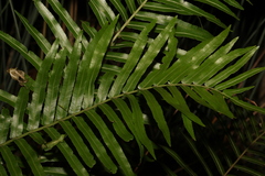 Telmatoblechnum indicum