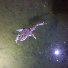 Rhinella dorbignyi