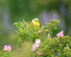 Emberiza citrinella caliginosa