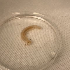 Leptosynapta tenuis