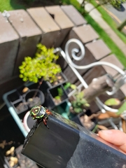 Eupoecila australasiae