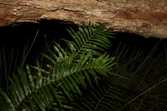 Telmatoblechnum indicum