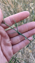 Bebbia juncea