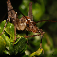 Macropathinae