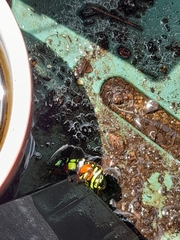 Eupoecila australasiae