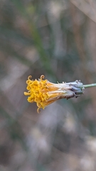 Bebbia juncea
