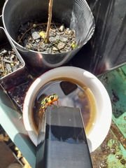 Eupoecila australasiae