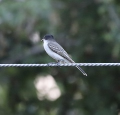 Tyrannus caudifasciatus