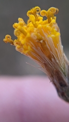 Bebbia juncea