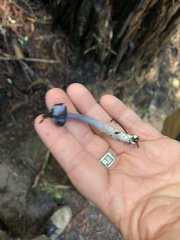 Entoloma serrulatum