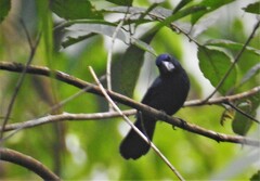 Cyanoloxia cyanoides