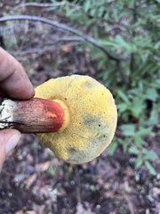 Xerocomellus mendocinensis