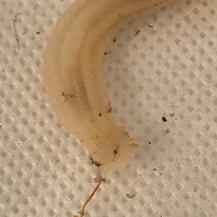 Leptosynapta tenuis