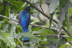 Trogon melanocephalus