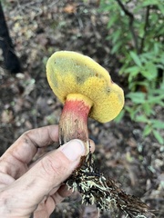 Xerocomellus mendocinensis