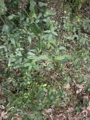 Vaccinium elliottii