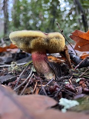 Xerocomellus mendocinensis