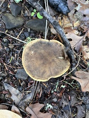 Xerocomellus mendocinensis